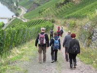 Weg nach Trittenheim
