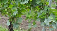 Wein in Bad Dürkheim