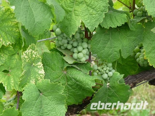 Wein