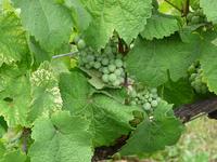 Wein