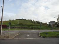 Weinberge