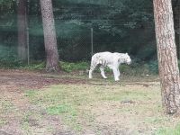 Weiser Tiger