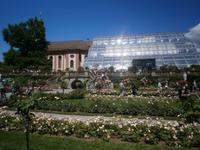Weitere Rosenbeete, im Hintergrund die Schloßkirche und das Palmenhaus 