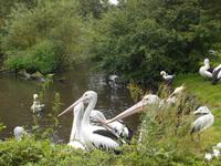 Weltvogelpark Walsrode (Pelikan-Bereich)
