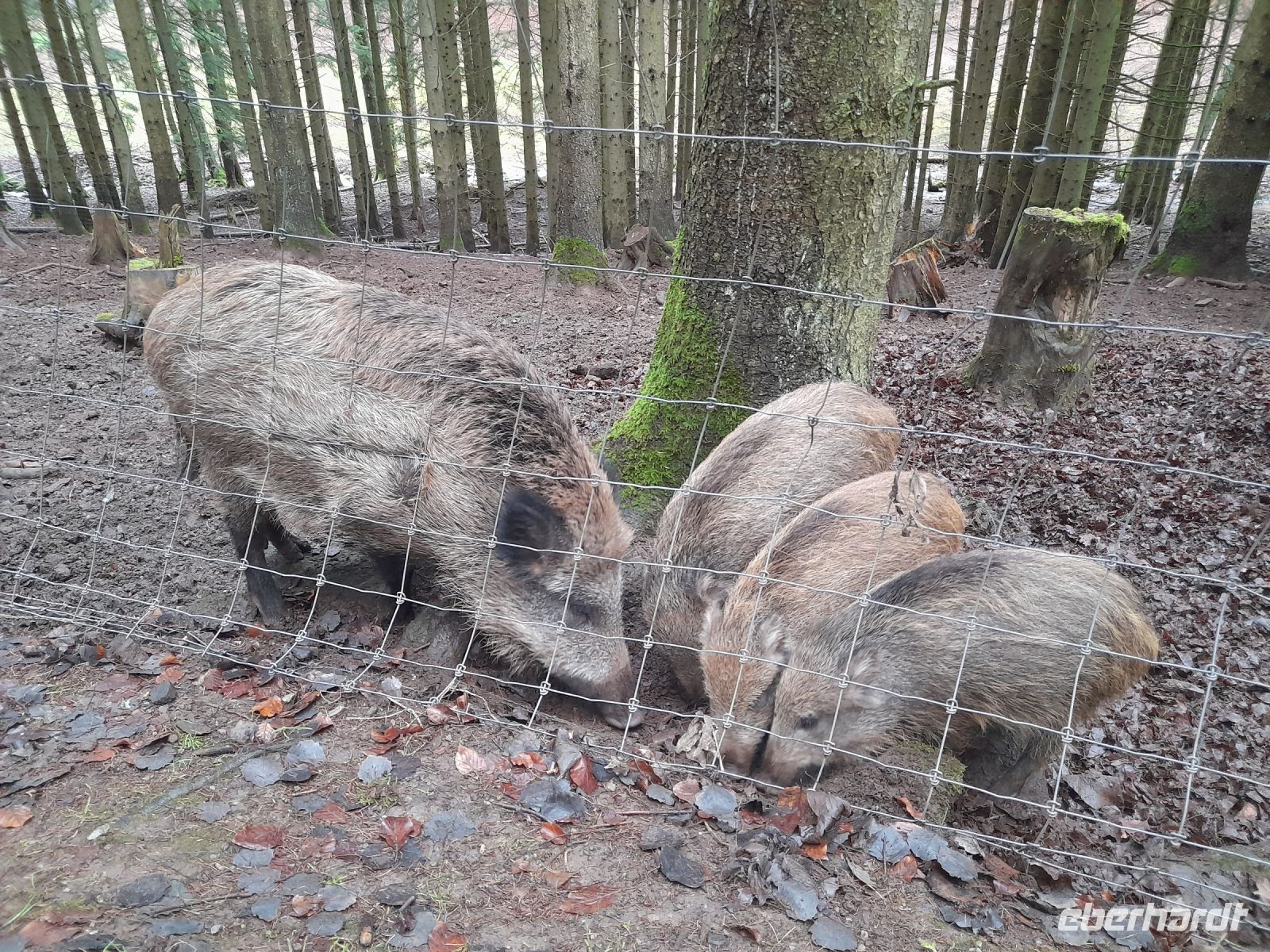 Wildpark Gersfeld