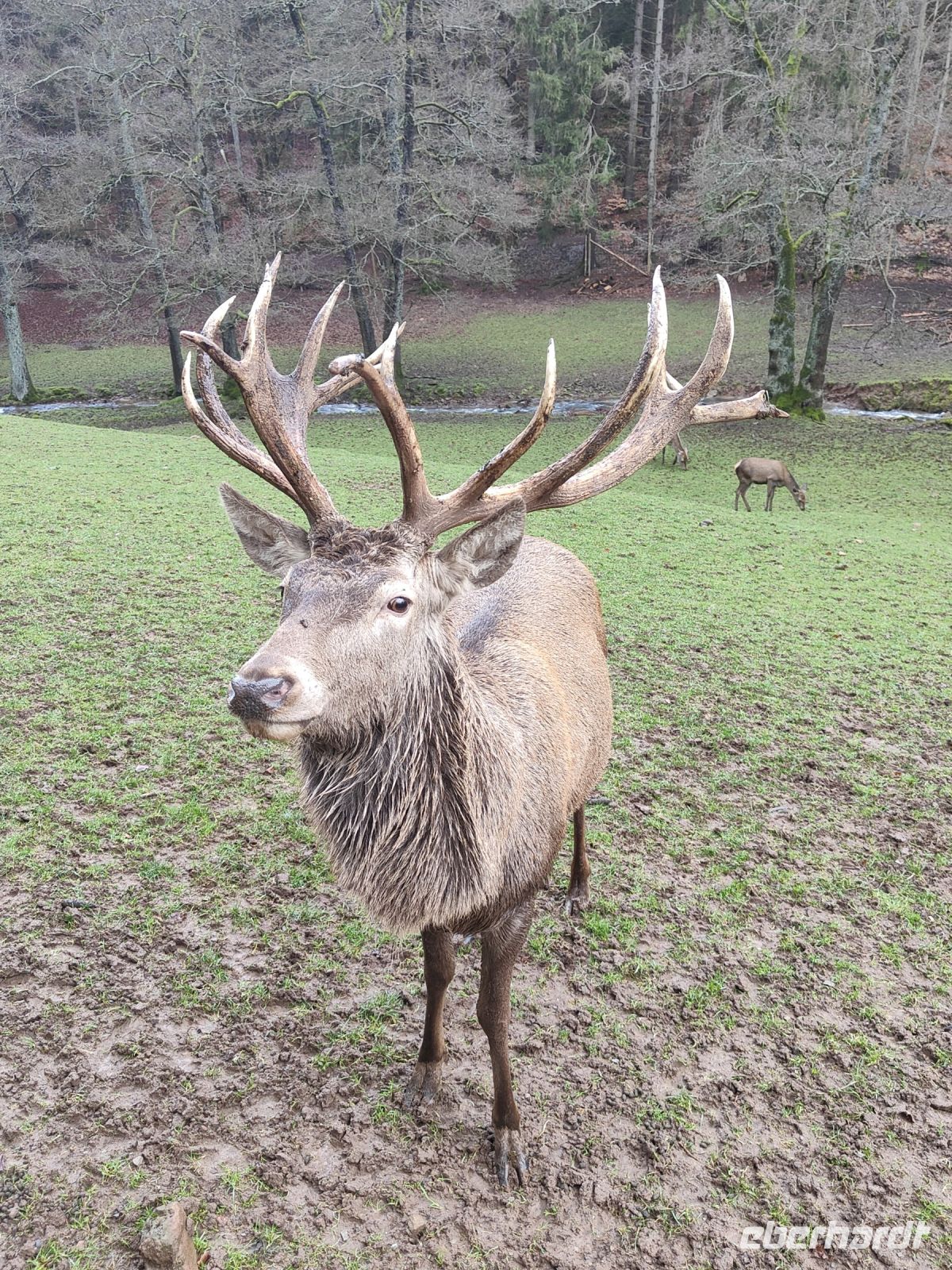 Wildpark Gersfeld