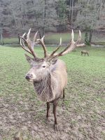Wildpark Gersfeld