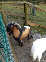 Wildpark Knüll