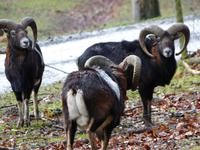 Wildpark Knüll
