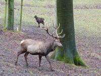 Wildpark Knüll
