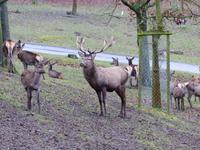 Wildpark Knüll