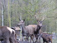 Wildpark Knüll