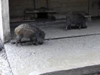 Wildpark Knüll