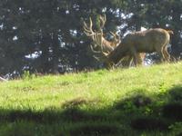 Wildpark auf dem Pfänder