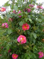 Wildrose