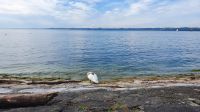 Willkommen am Bodensee