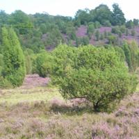 Wilseder Berg