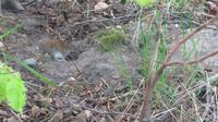 Wo ist die Maus ??
