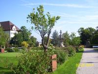 Zitronenbaum