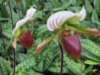 beim Orchideenzüchter - Frauenschuh