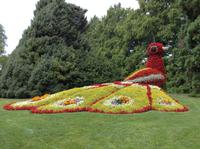 der Pfau
