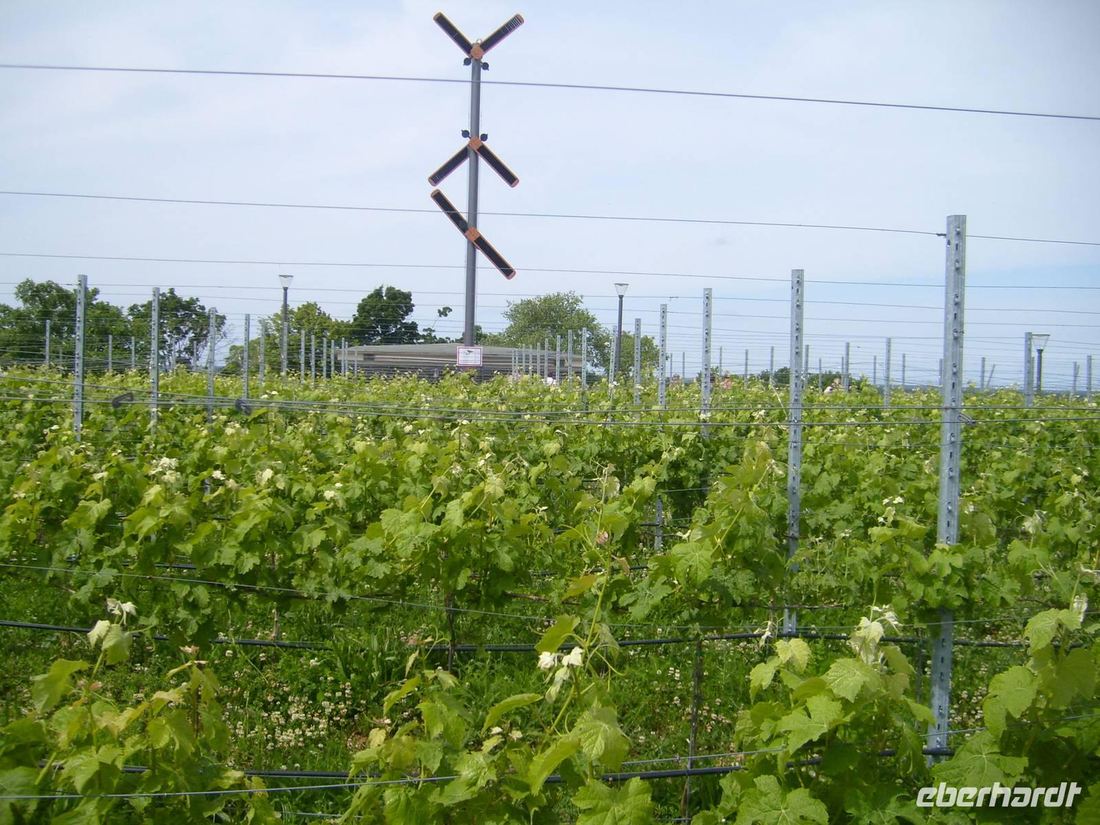 der Weinberg mit alter Signalanlage
