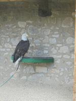 die Raubvögel des Falkenhofs Rosenburg