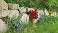 herrliche Blumen am Wegesrand
