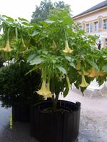 im Kurgarten