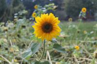 letzter Sommergruß