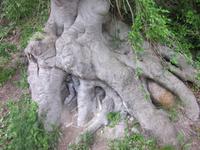 schöne Baumwurzel