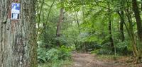 wandern auf dem Hermannsweg