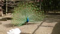der Pfau zeigt seine Federpracht