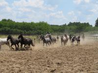 Ausflug Puszta - Besuch im Gestüt