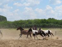 Ausflug Puszta - Besuch im Gestüt