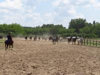 Ausflug Puszta - Besuch im Gestüt