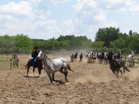 Ausflug Puszta - Besuch im Gestüt
