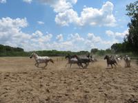 Ausflug Puszta - Besuch im Gestüt