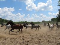 Ausflug Puszta - Besuch im Gestüt