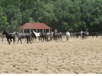 Ausflug Puszta - Besuch im Gestüt