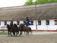 Ausflug Puszta - Besuch im Gestüt