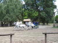 Ausflug Puszta - Besuch im Gestüt