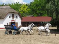 Ausflug Puszta - Besuch im Gestüt