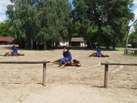 Ausflug Puszta - Besuch im Gestüt