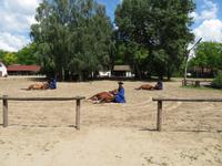 Ausflug Puszta - Besuch im Gestüt