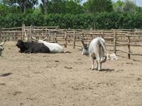 Ausflug Puszta - Besuch im Gestüt