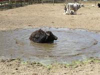 Ausflug Puszta - Besuch im Gestüt