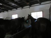 Ausflug Puszta - Besuch im Gestüt