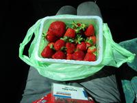 172 Frische Erdbeeren