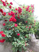 222 wunderschöne Rosen